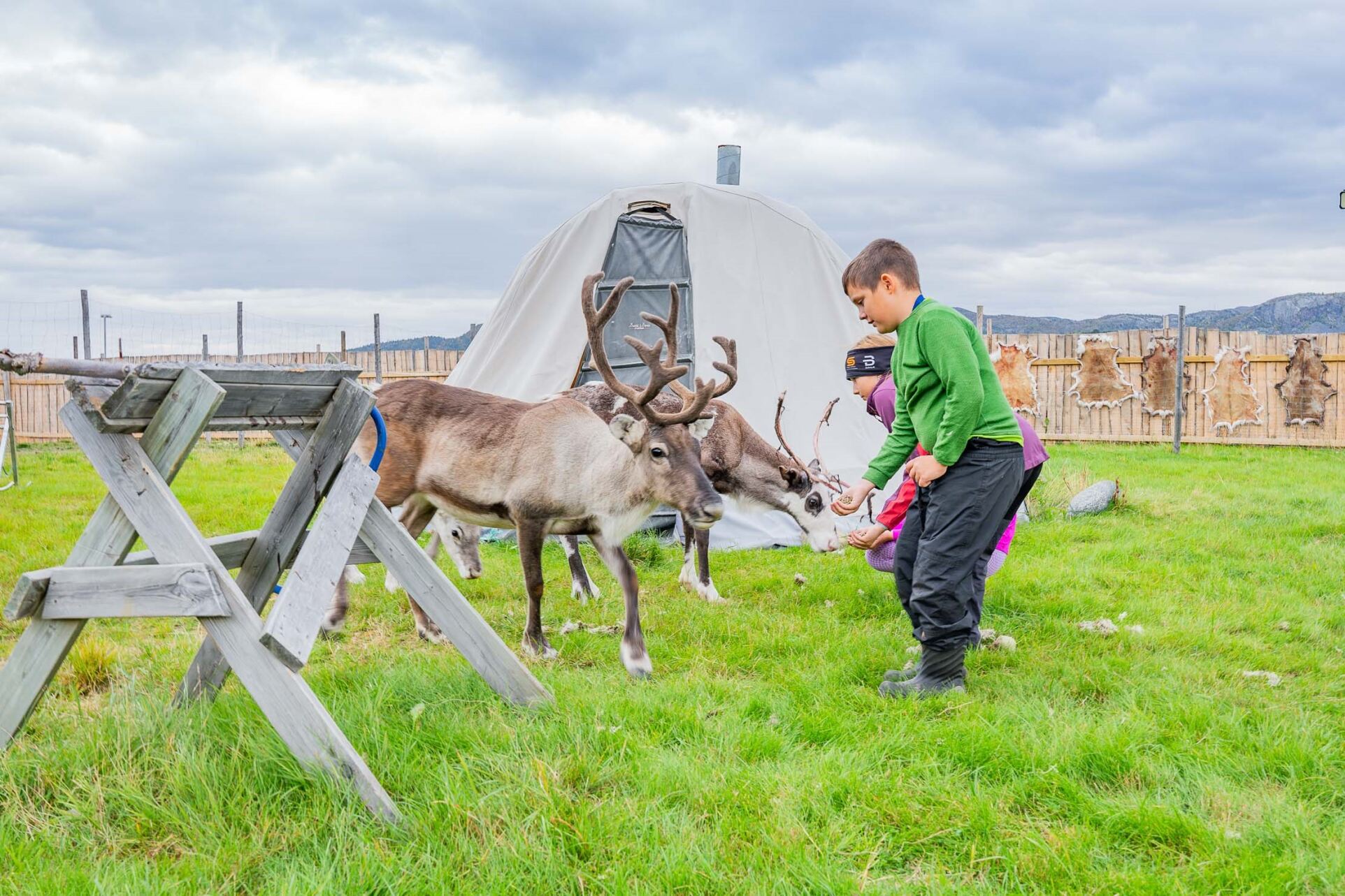 Ersvika Sami Siida Ut på vidda geerve almetjidie Bådåddjosne faalehte. Guvvie: ingrid Roaldsen, Nordlaanten staatehaaltoje