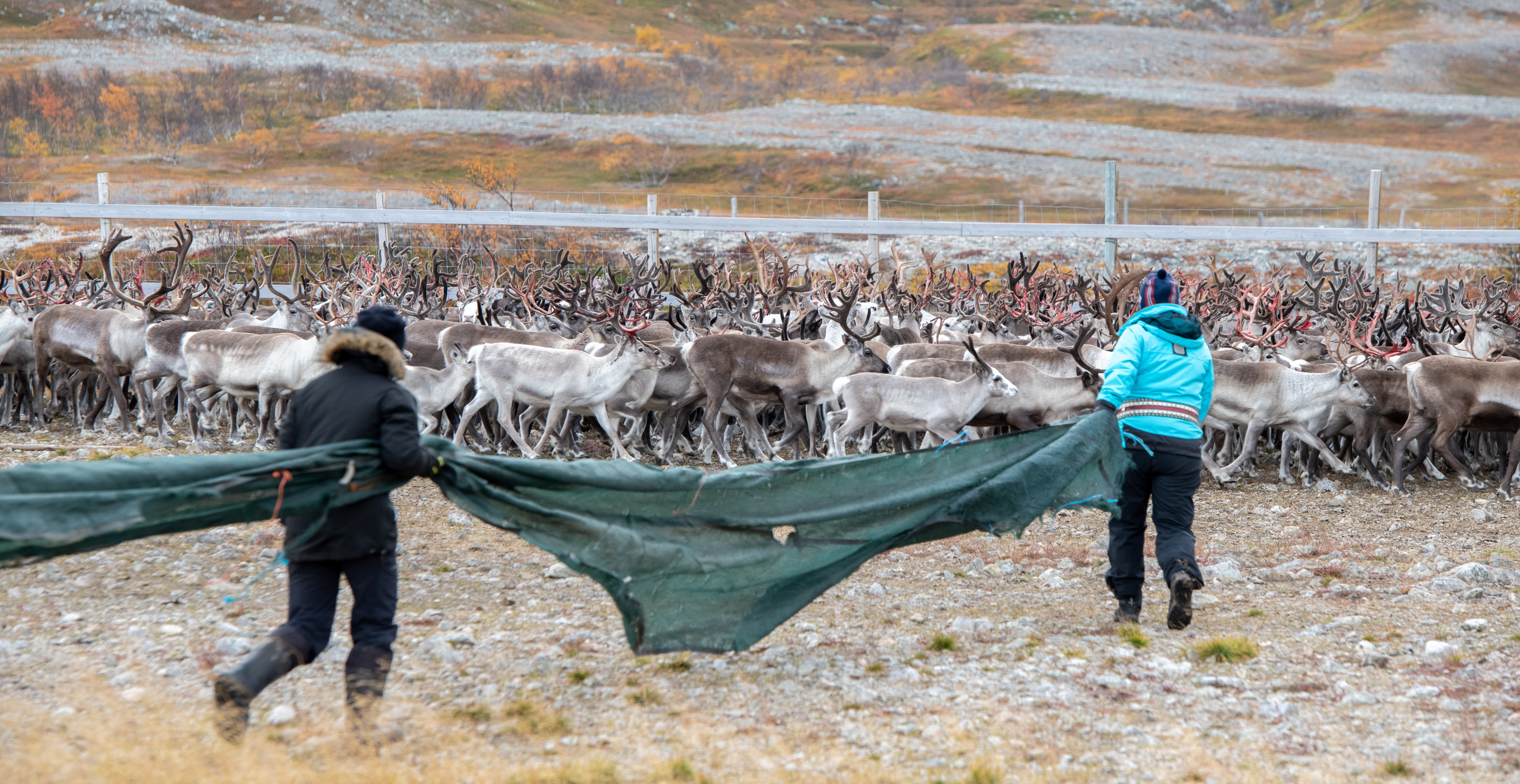 Samling av rein i reingjerde